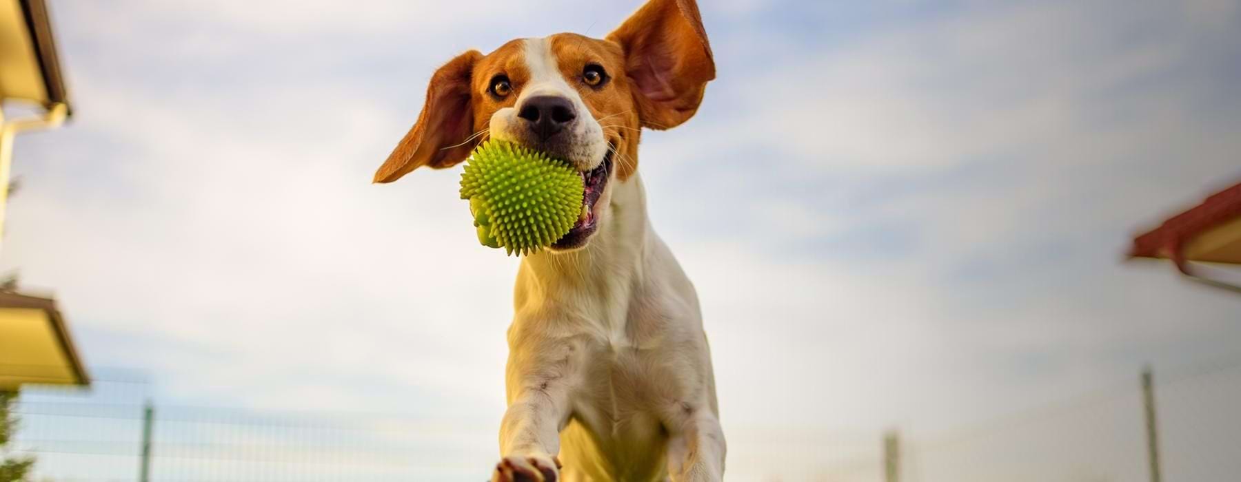 a dog running with a tennis ball in its mouth